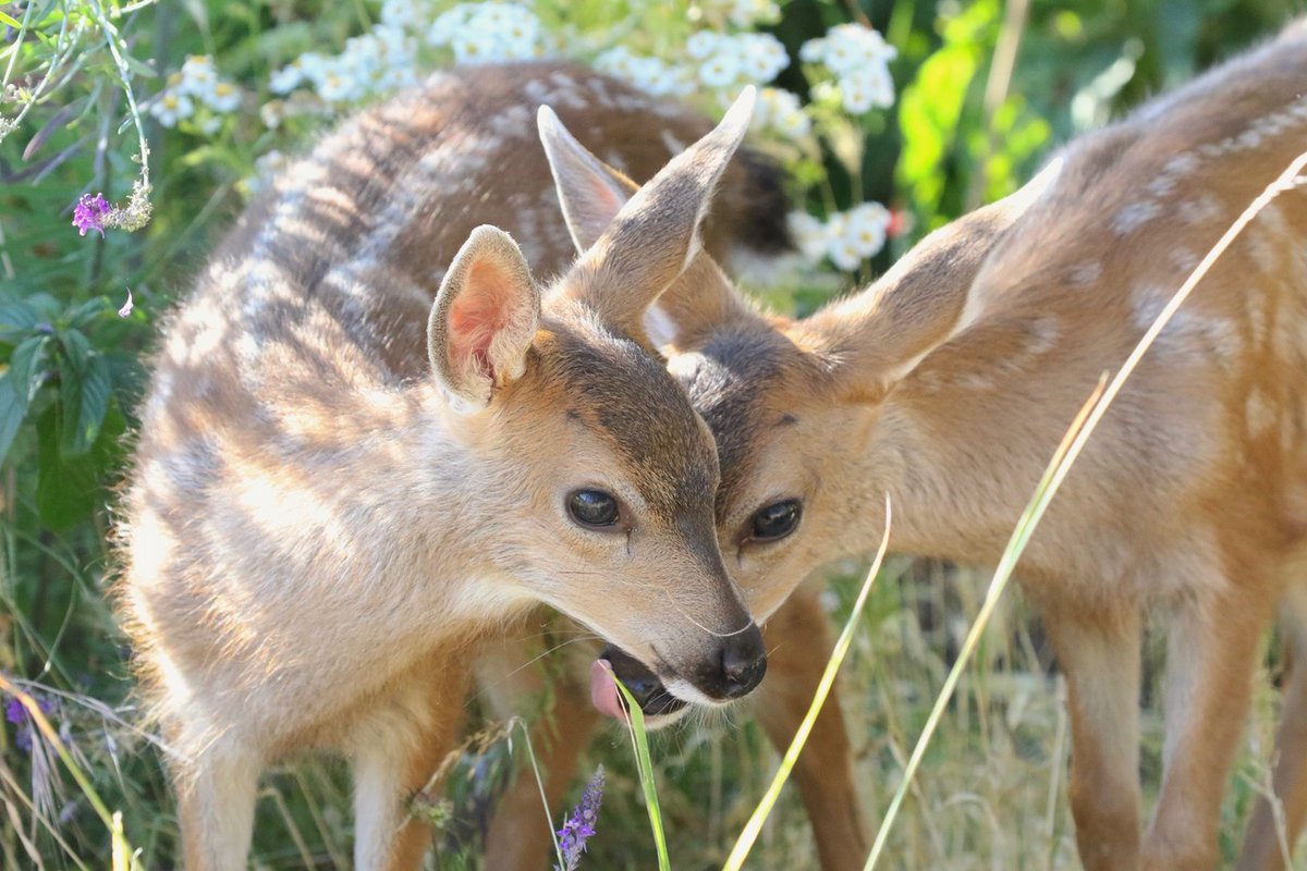 Summer at Matson Conservation Area in Esquimalt!

Photos by Eva Wainwright, a member of the Matson Mattocks stewardship group.