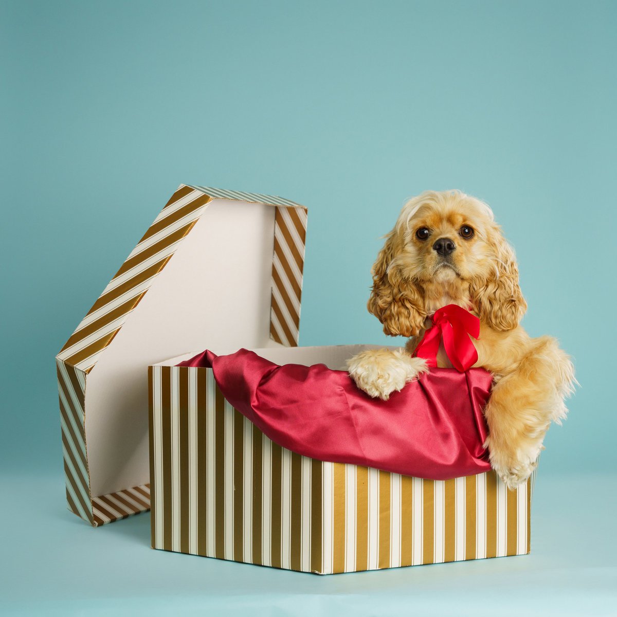 Mrs_HR_Geek's tweet photo. Thrilled with Lady's photoshoot @grahamcrichtonphoto. He even recreated the scene of her being opened in a hat box from the Disney classic 😍 #Lady #ladyandthetramp #grahamcrichtonphotography #puppy #pupsofinstagram #puppylove #puppylove #wetelltails https://t.co/lTO6FBAArl