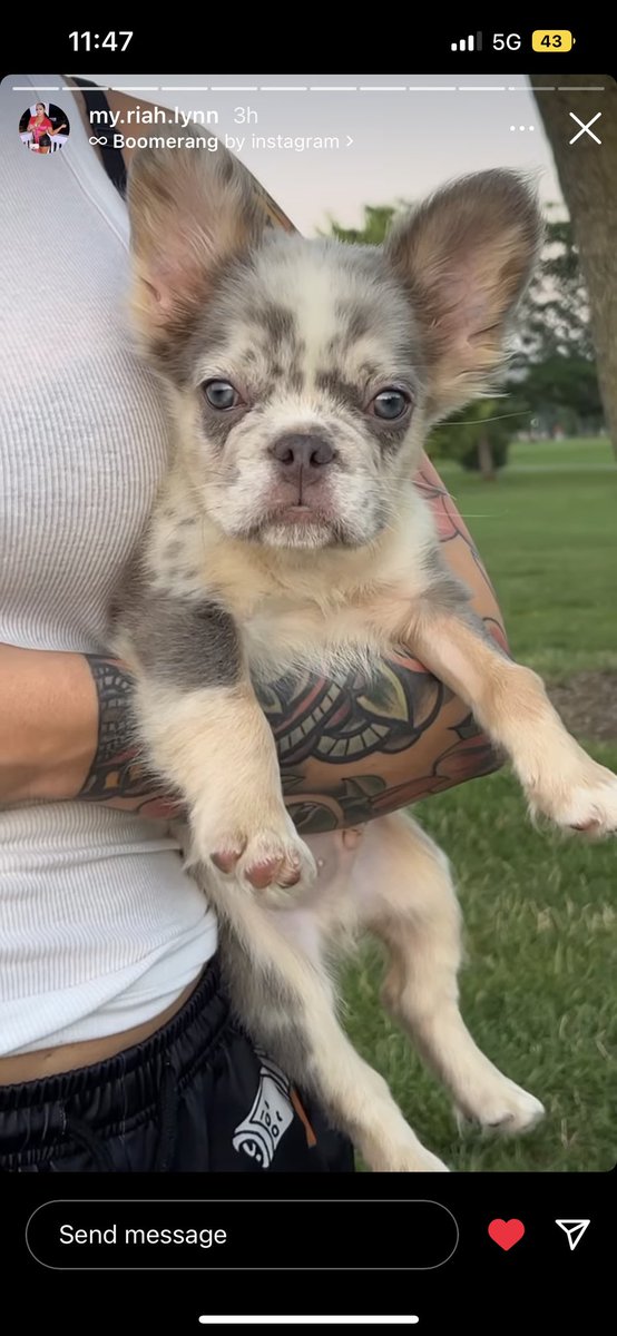 coldiejay's tweet photo. Meet Rizzy 💙 #fluffyfrenchie #frenchiemerle #frenchbulldog https://t.co/FQ2MBboPSL