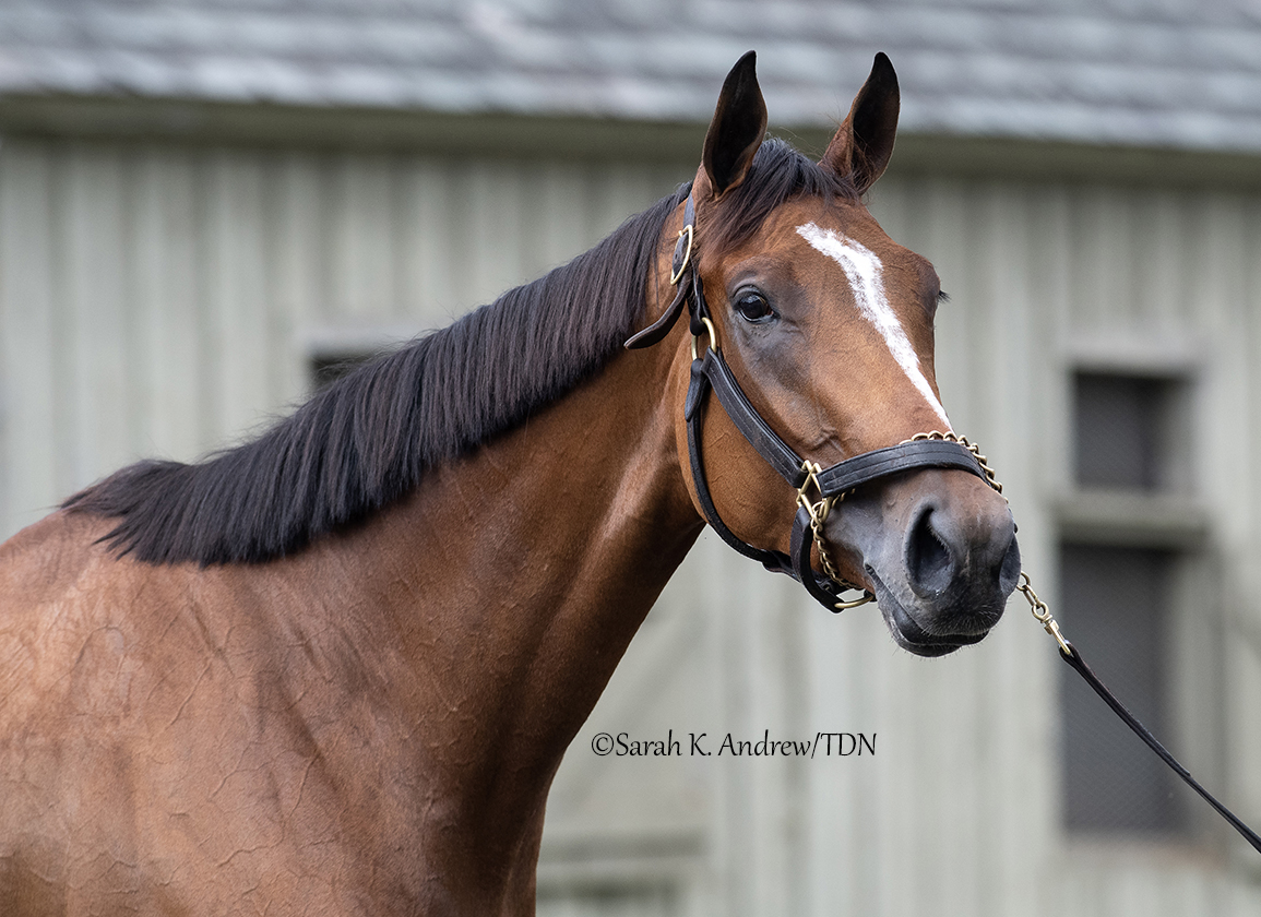 theTDN's tweet photo. Hall of Fame trainer Todd Pletcher sends out three contenders for Saturday's GI Alabama S. at Saratoga in the form of GII winner JULIA SHINING (Curlin), GI-placed GAMBLING GIRL (Dialed In) and GI winner CHOCOLATE GELATO (Practical Joke).
Saturday's preview: https://t.co/IrH47i08hS