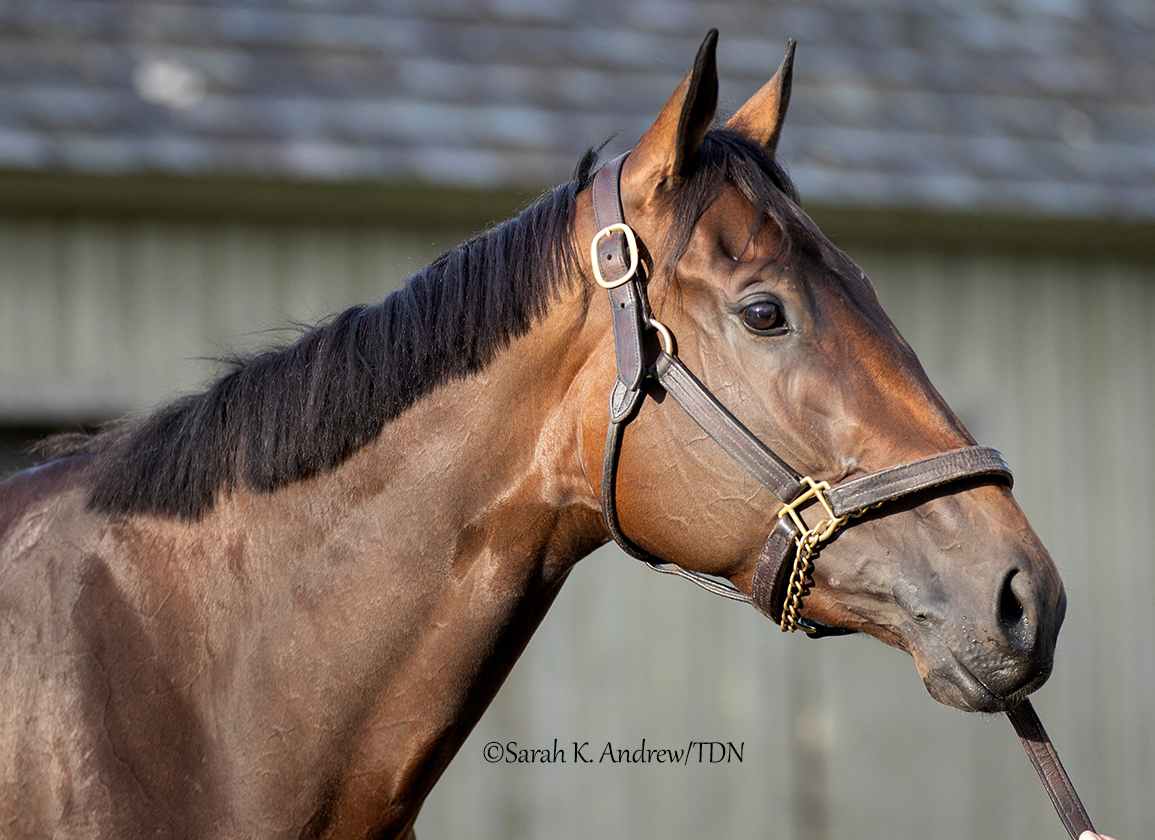 theTDN's tweet photo. Hall of Fame trainer Todd Pletcher sends out three contenders for Saturday's GI Alabama S. at Saratoga in the form of GII winner JULIA SHINING (Curlin), GI-placed GAMBLING GIRL (Dialed In) and GI winner CHOCOLATE GELATO (Practical Joke).
Saturday's preview: https://t.co/IrH47i08hS