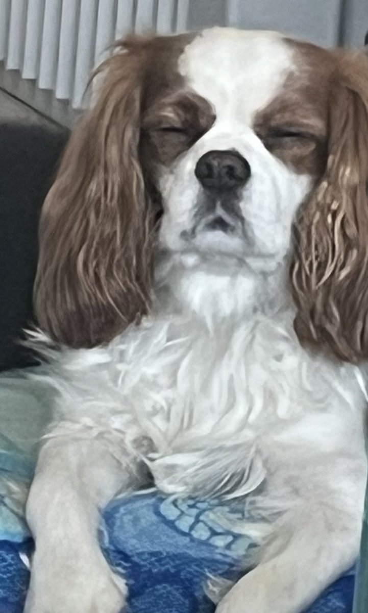 Ohmmmm 🧘‍♂️🪬☯️

#cavpack #DogsofTwitter #MomentOfZen