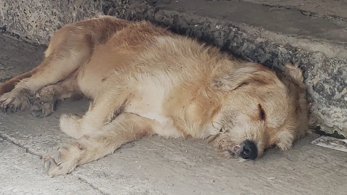 Solarroja's tweet photo. ¡Hola! 
PF, Ayúdenme con la difusión!🗣️🆘🐾
Hay un perrito perdido en Gye, sector Kennedy. 
Está deambulando, buscando su hogar. 
Podrían RT este msj, para ver si este cachorrito encuentra a sus dueños
🏡💔🐶
#GuayasSeMueve #Guayaquil #Elecciones2023 
#RescateAnimal #SOS #Guayas https://t.co/7bW3QRqqnF