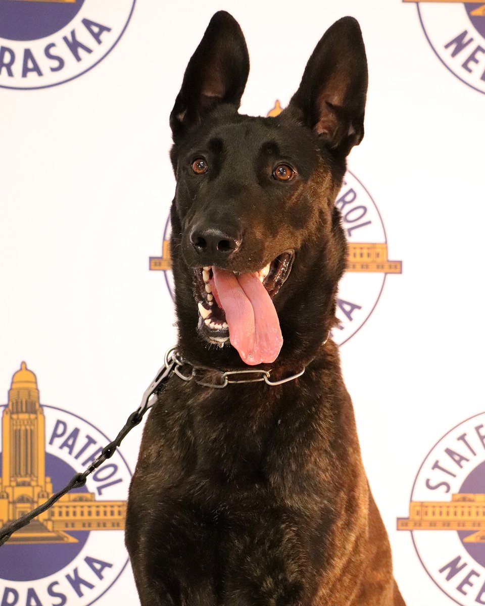 Great work by Troopers in @NSP_TroopC and @NSP_DogDivision K9 Fahn to sniff out 61 pounds of meth during a traffic stop Thursday on I-80. klkntv.com/nebraska-troop…