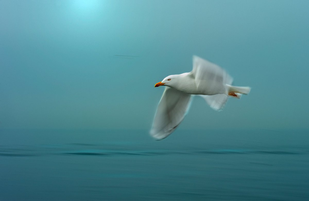Afshin Azarianافشین آذریان tweet media