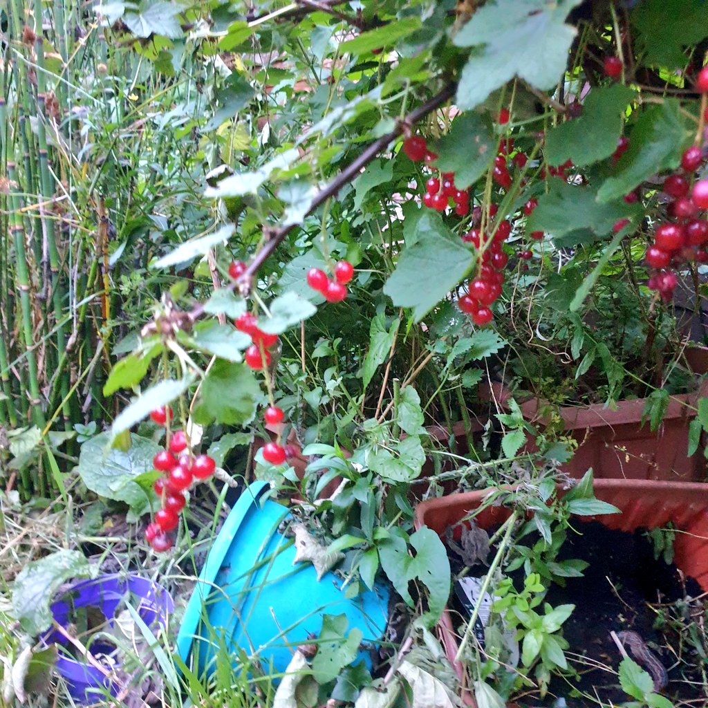 I've had red current bushes in my South London garden now for several years 🤗😊🤗    #gardenersworld #ShoutyHalfHour