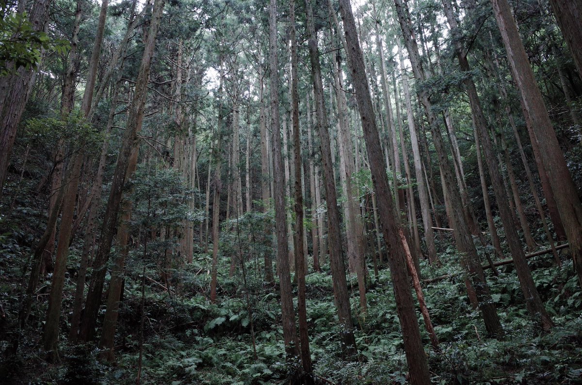 ARTiX3_JCA's tweet photo. JCA ART CAMP 
三島由紀夫作『潮騒』の舞台へ
レジデンス型フォトワークショップ
伊勢志摩国立公園「鳥羽・神島」を巡る

【Day 1】熊野古道散策

#jcaartcamp #三重県 #多気町 #三島由紀夫 #潮騒 #伊勢志摩 https://t.co/BKA0R701KJ