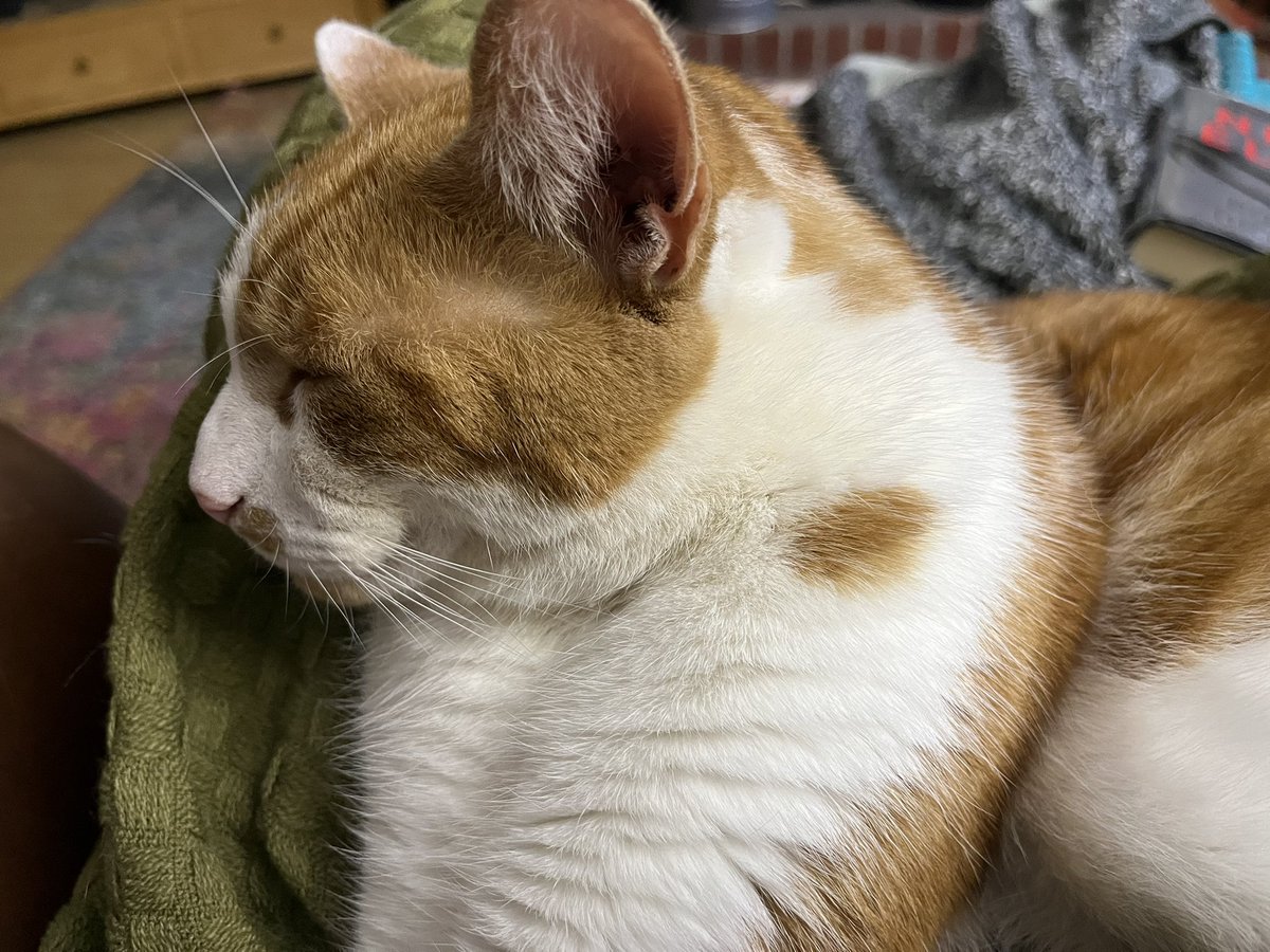 ScribblerJB's tweet image. Just home. That was a long day but I have a cat and a new book so all good with the world. #NineElms #RobertBryndza