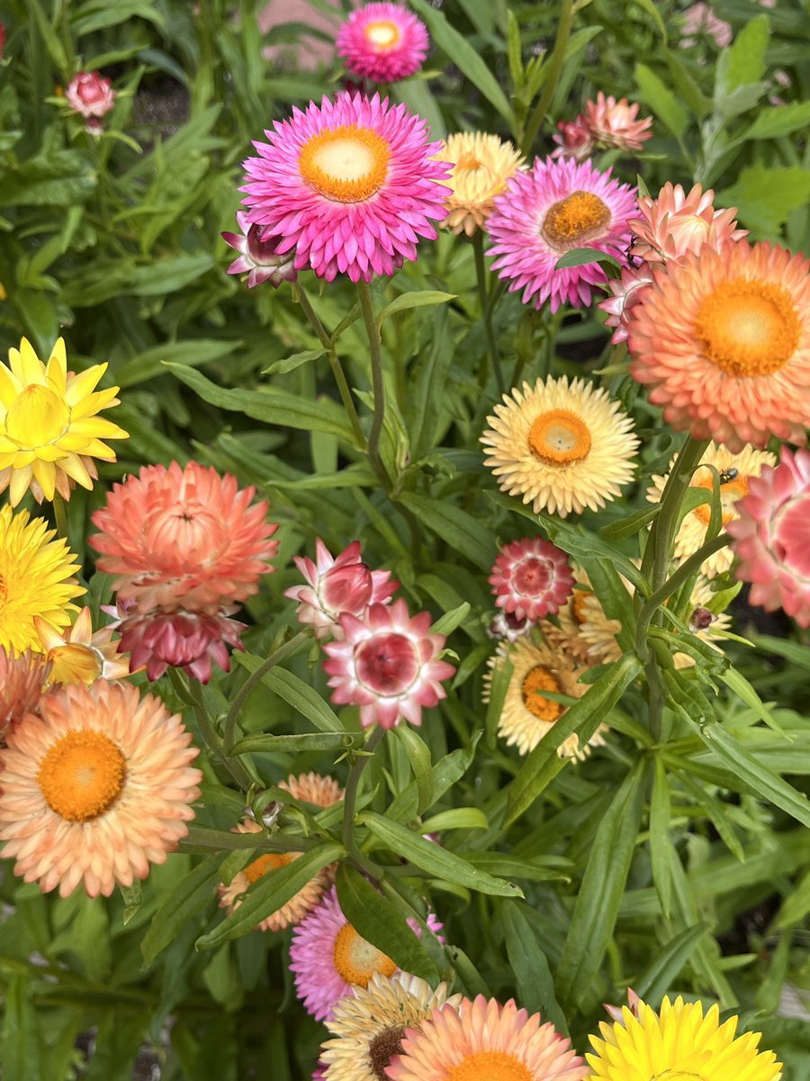 Our next garden day will be Tuesday at 1:00. We will be making some bouquets for our friends at Fox Run. <a href="/NoviWoods/">Novi Woods Elem.</a> students, message us if you want to help out!!