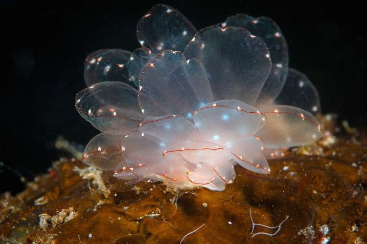 aqualuvsuotd's tweet photo. ꒰ cyerce elegans 🫧 https://t.co/BbnokCy4Ly