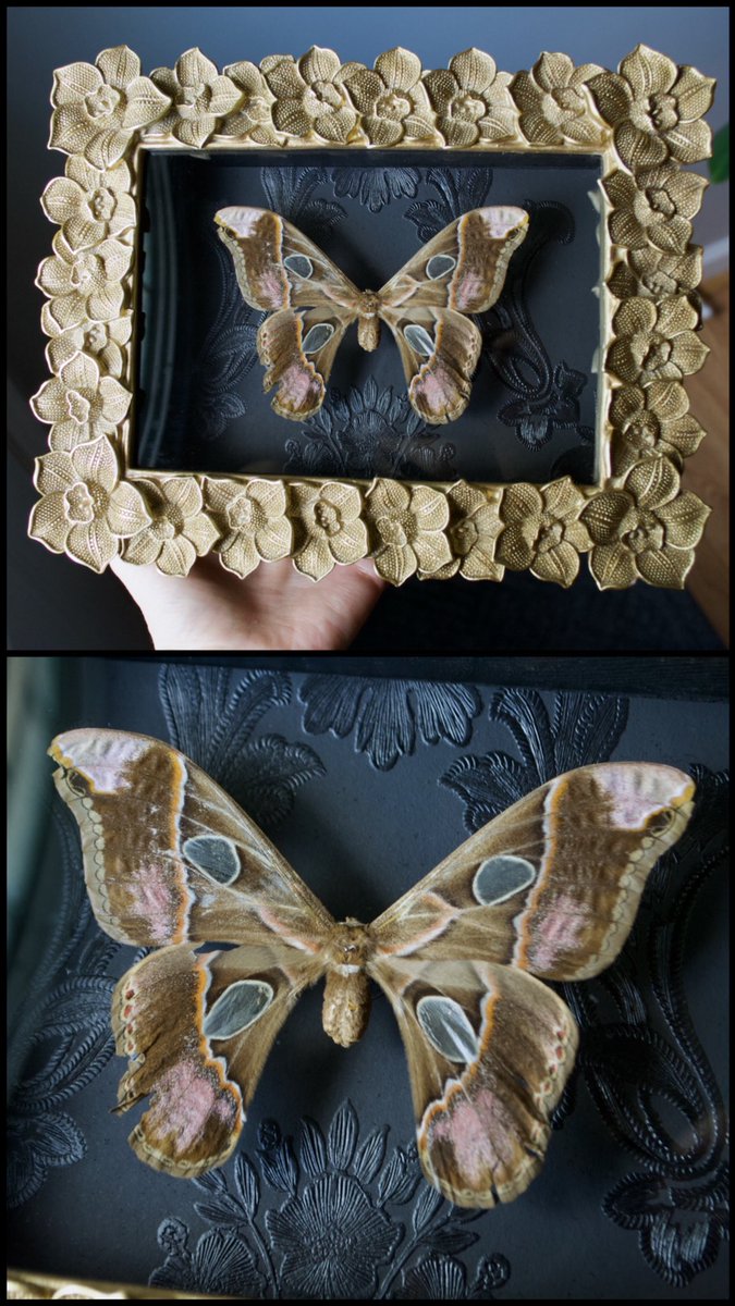 ButterflyBabeco's tweet photo. Rothschild’s silk moths are a fascinating species of large silk moths found primarily in Central and South America. 

They are known for their impress Ive wingspans ranging from 4 to 6 inches, making them one of the largest moth species in the world. https://t.co/BtFchLvFIu