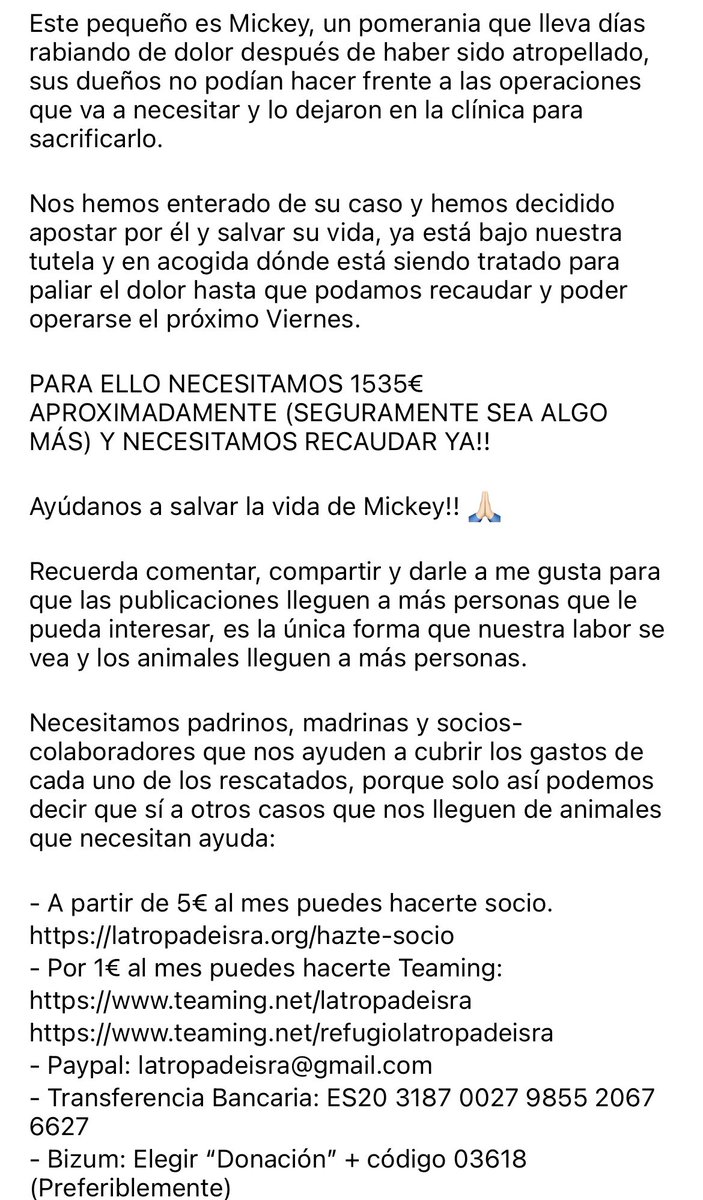Isabeldiazc92's tweet photo. Han llevado este perro a sacrificar porque, después de gastarse un pastizal en comprarlo, no pueden pagar la operación (lo han atropellado)

Un amigo que tiene una protectora se ha hecho cargo.

Podéis contribuir económicamente (datos en la Segunda imagen) o difundiendo 

AYUDA https://t.co/g6QjQxPhdy