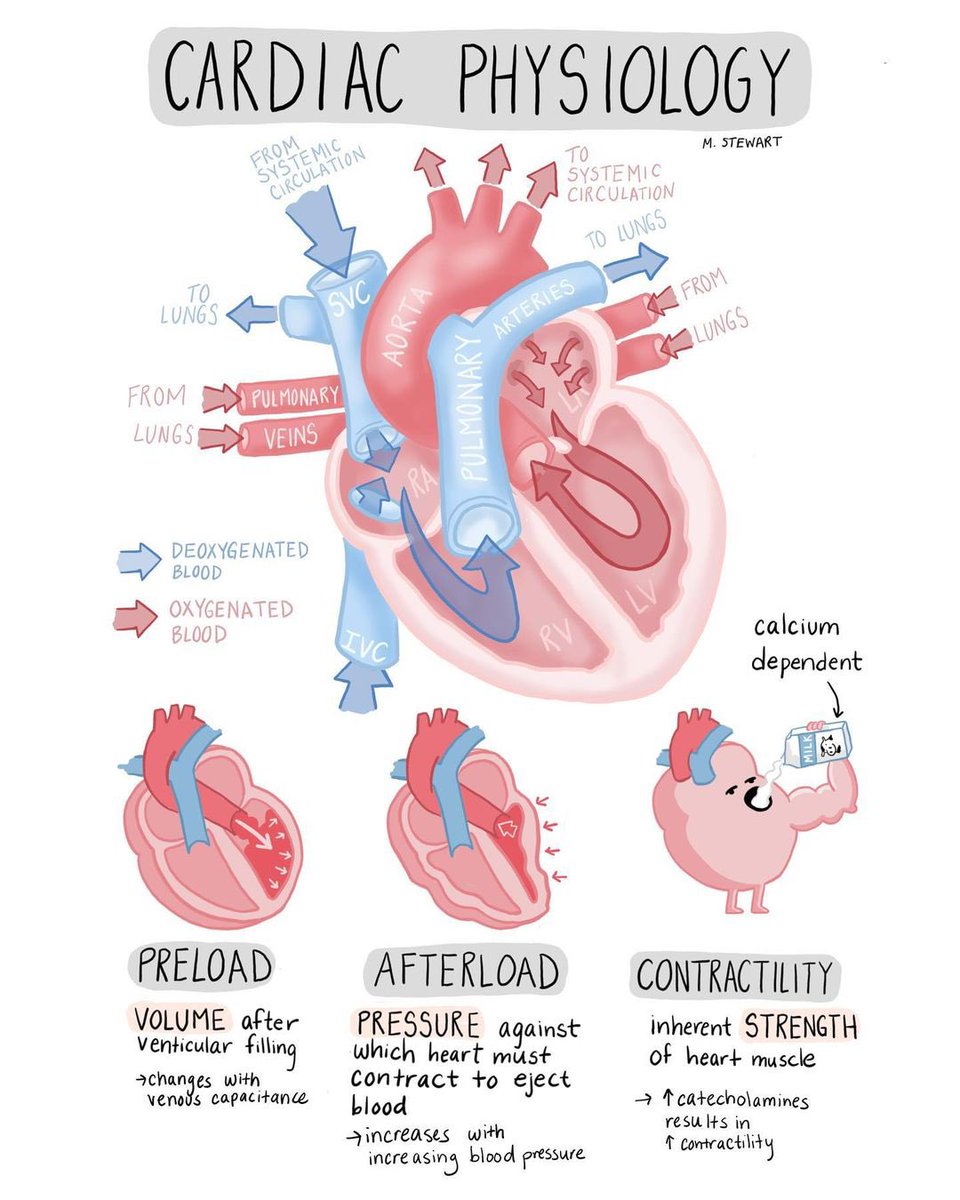 🫀CARDIAC PHYSIOLOGY

#MedEd #MedTwitter #MedEd #anatomy #medicine #CardioTwitter #Cardiology #CardioEd #cardiovascular <a href="/TA_ECG/">ECG TA✨</a>