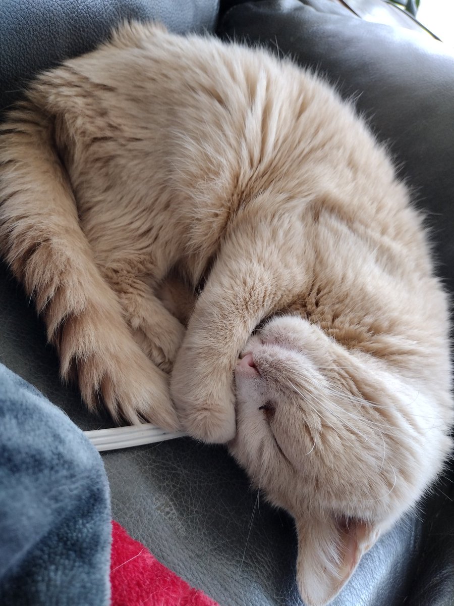 MyHourOfJoy's tweet photo. Rest in peace Tinker Bell. From finding you as part of an abandoned litter to my soulmate. I'll be with you soon.

October 2003 - August 18, 2023 💛 https://t.co/X7beIkOMw9