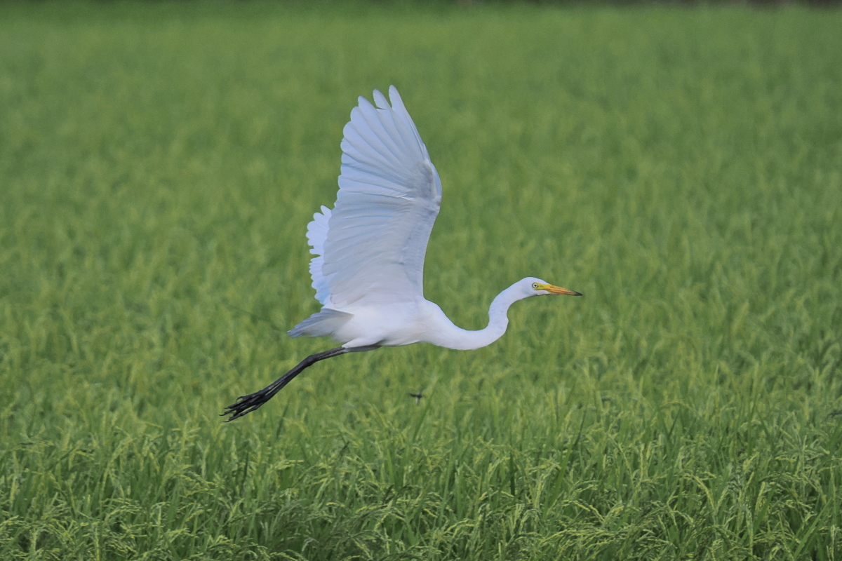 wb_wings's tweet photo. 中鷺
#チュウサギ #IntermediateEgret
#wildbird #birdwatching #birdphotography #birdtwitter
#野鳥 #野鳥写真 #栃木県野木町 https://t.co/8prhmPJnep