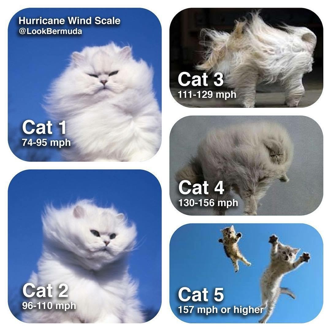Know your Hurricanes! 🙀

#HurricaneHilary 
#Caturday #CatsOfTwitter