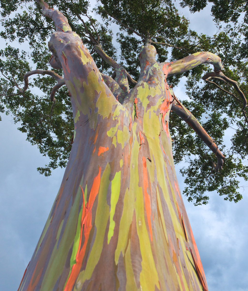 Arbor Day Foundation tweet media