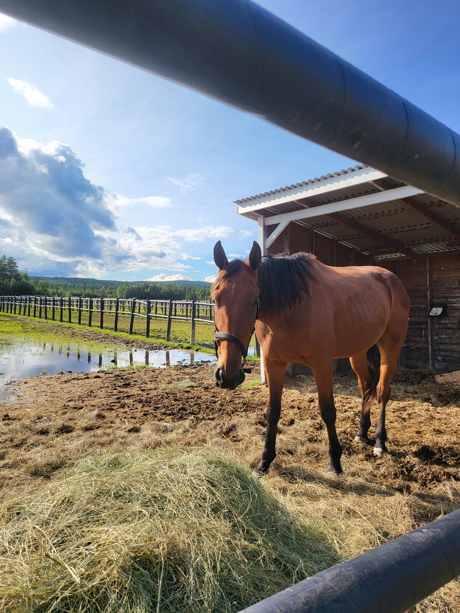 Ny kompis Engine Kronos 
Fick etta med sjöläge