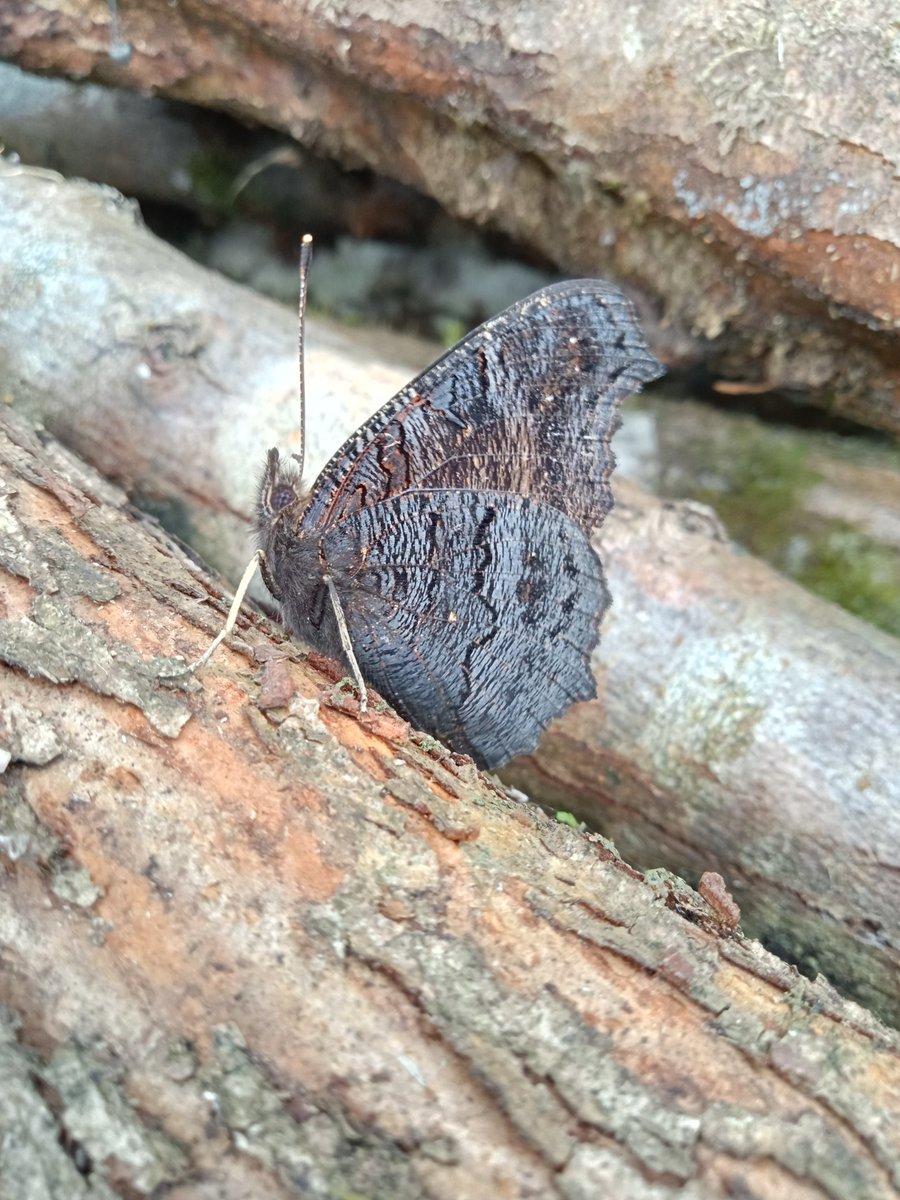 Peacock - lurking in a log pile near you. Look at that camouflage, mimicking bark and dingy surfaces in dark and hidden places. A shocking wing flash - eyes to stare you down! @BC_Dorset @savebutterflies