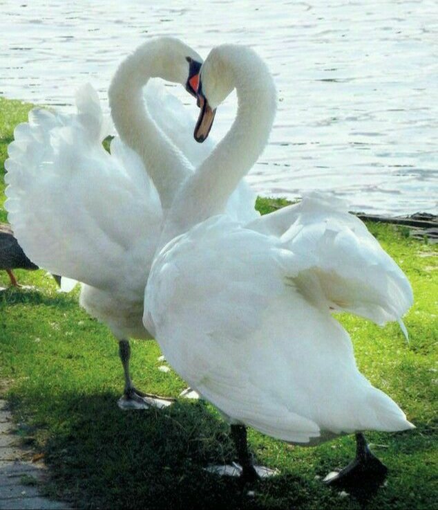 محظوظه🥰 ☘️١٠٠٧ tweet media