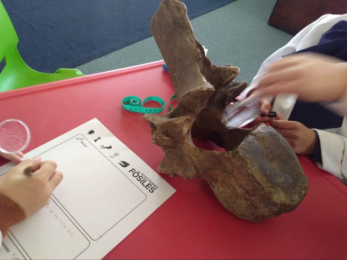 Observar, tocar, experimentar, discutir, dibujar, preguntar, conversar. Eso venimos haciendo en los talleres de paleontología con la escuela Rep. de Chile en la Biblioteca José H. Figueira, rodeados de libros y de fósiles. Gracias por recibirnos en tan cálido lugar.
#FossilFriday