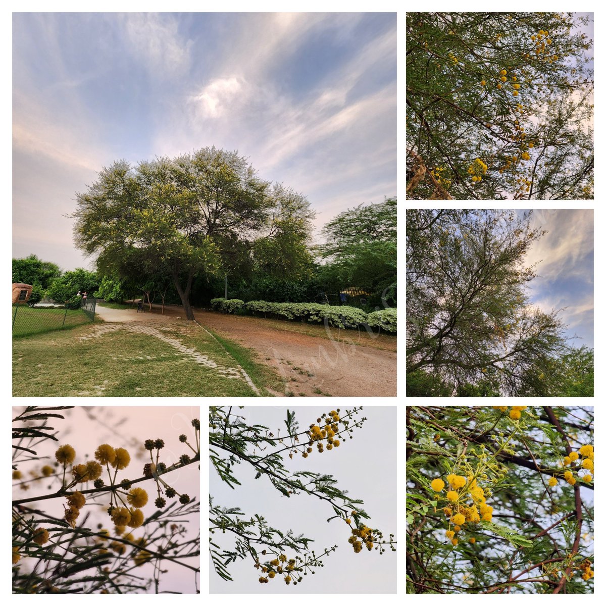 DrAmbrishMithal's tweet photo. Even the prickly babool can add beauty to the surroundings
It's all about being at the right place at the right time
Biodiversity park, Vasant kunj
#Babool/ #Kikar/ #Acacia
Have a great weekend
#goodmorning
#Saturday https://t.co/Mqm02LgtXH