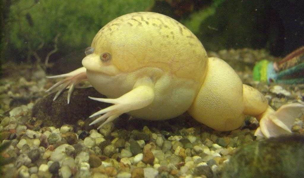 allanimalsever's tweet photo. The African clawed frog (Xenopus laevis) is a remarkable aquatic amphibian native to sub-Saharan Africa. Its name originates from the distinctive three webbed toes on its hind limbs, each ending in a sharp, keratinized "claw," enabling it to grip surfaces efficiently. This adaptation contributes to its exceptional swimming and climbing abilities. These frogs exhibit sexual dimorphism, with females being larger and having a rounder body compared to the more streamlined males.
#AfricanClawedFrog #Africa #frog #animals #amphibian #EveryAnimal