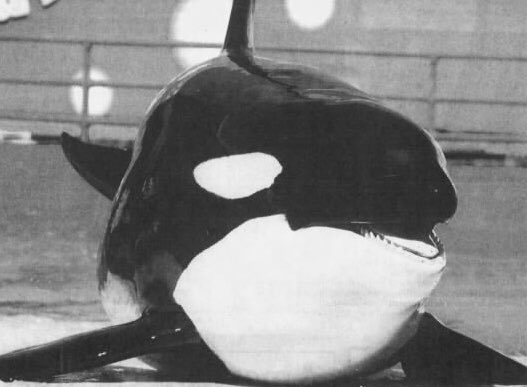I’m sorry that our promise of bringing you home fell through. Your pod is waiting for you - may the family who lost their lives to this industry decades ago guide you safely home tonight. May the pain of what happened on that day finally begin to fade away. 

 Take care, Tokitae.