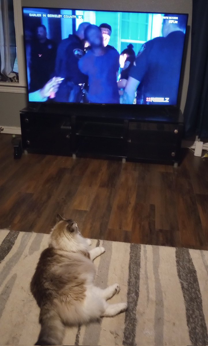 LifeMedFree's tweet photo. Paris is watching her favorite show #OPLive #catsofoplive #firstshift #whereisseanlarkin https://t.co/RdFCP491jM