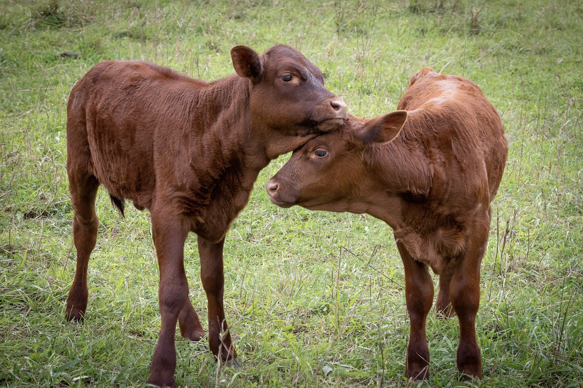 walker_farm's tweet photo. #Cattle is trending. here's some calves kissing for you! #rubyreddevon https://t.co/LeXPnorjYp