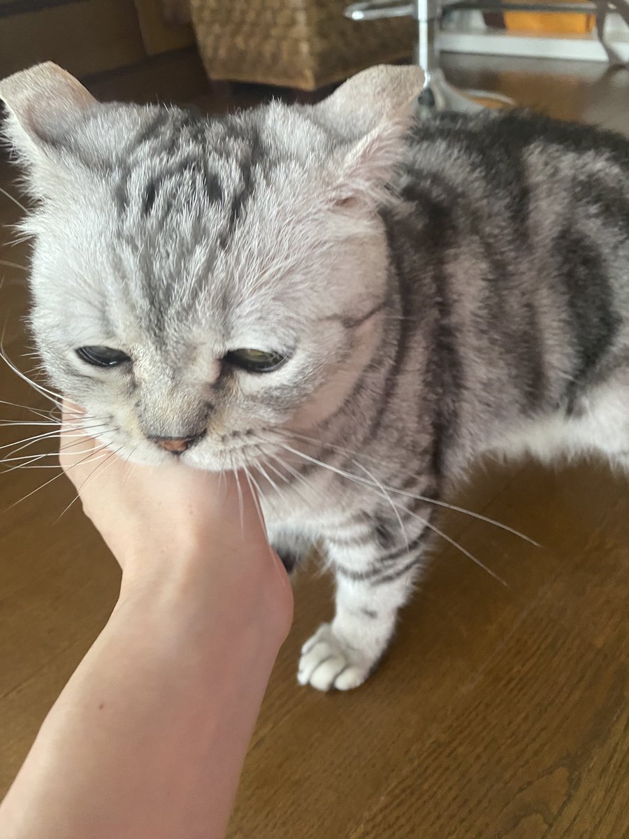 diary0x0's tweet photo. そんなことしてたら猫カフェで雇ってもらわれへんよ！！！！
 #猫  #猫がいる暮らし  #猫好きさんと繋がりたい https://t.co/2LLNCkwxwd