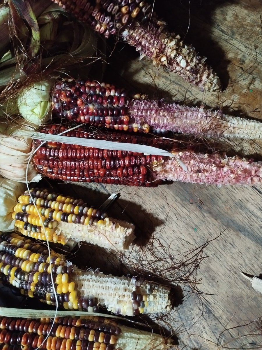 TraciRaymond6's tweet photo. We pulled in the rest of the corn harvest a little too late. The guacamayas have been hitting it hard. 

Lessons learned, I suppose. When the big parrots show up the corn is ripe.

#agroecology #agroecologia #permaculture #organic #farming #homesteading https://t.co/i1v8EJE2dY