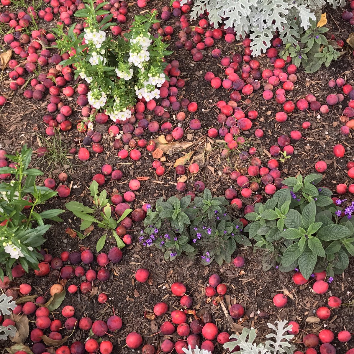 Some thudding fruits by the Laurier entrance to Confederation Park, Ottawa.