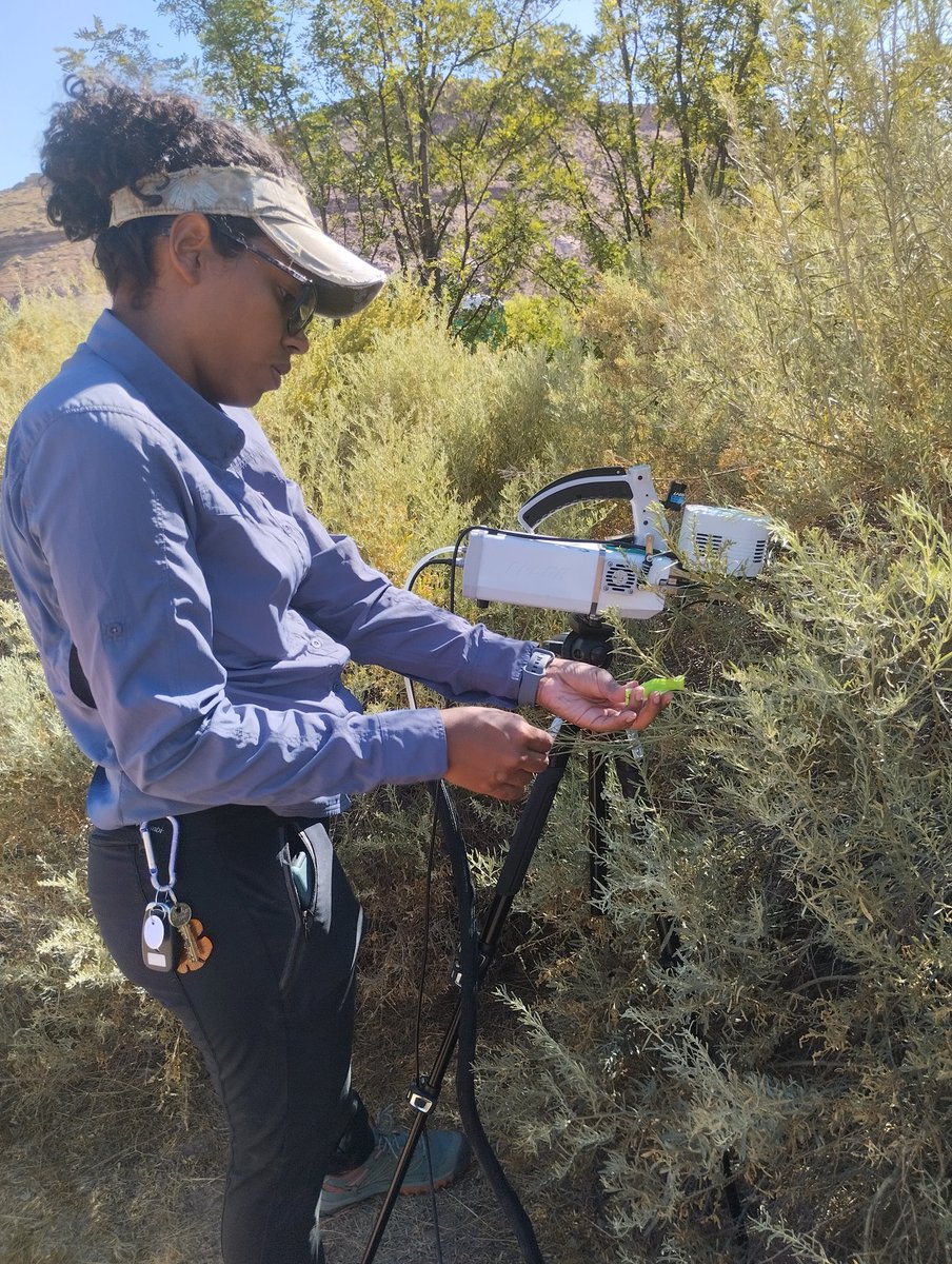osedipo's tweet photo. Exploring the wonders of nature and gathering data at the University of Utah Bonderman field station at Rio Mesa. A productive week of data and sample collection alongside a remarkable supervisor @AvilaLovera @LICOR_ENV https://t.co/wv0hKBLgJ1