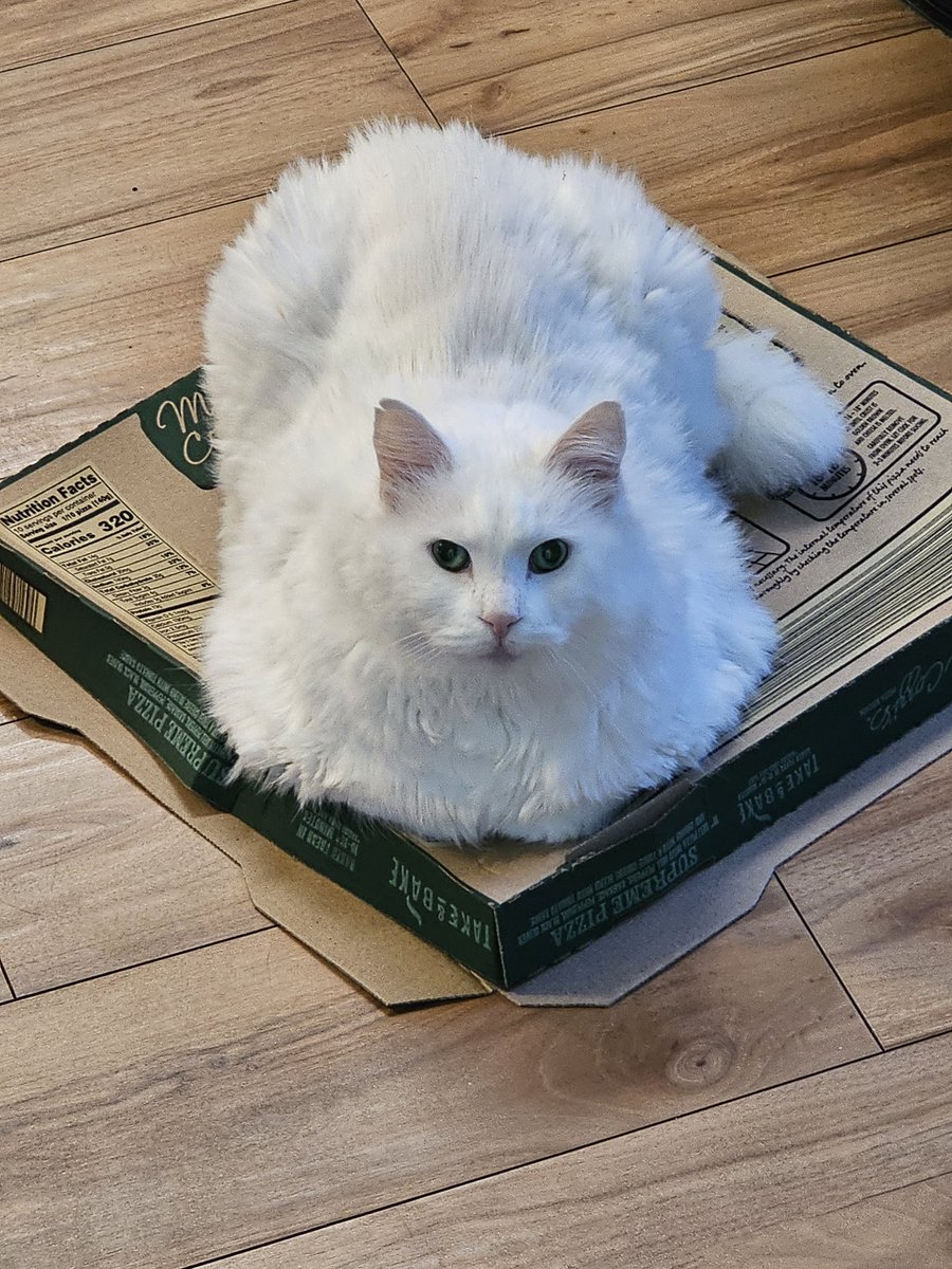 everythingsawf1's tweet image. #pizzacat