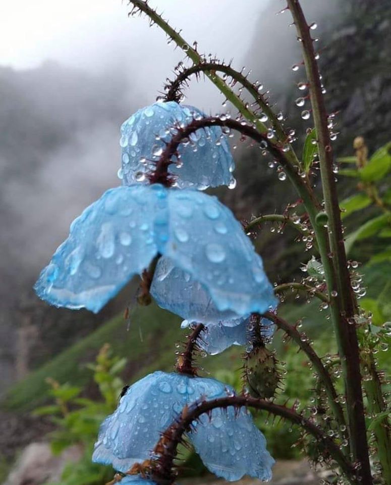 RincnCuriosoo's tweet photo. Amapolas azules del Himalaya en la lluvia..🪻 https://t.co/ats2VdoX5Y