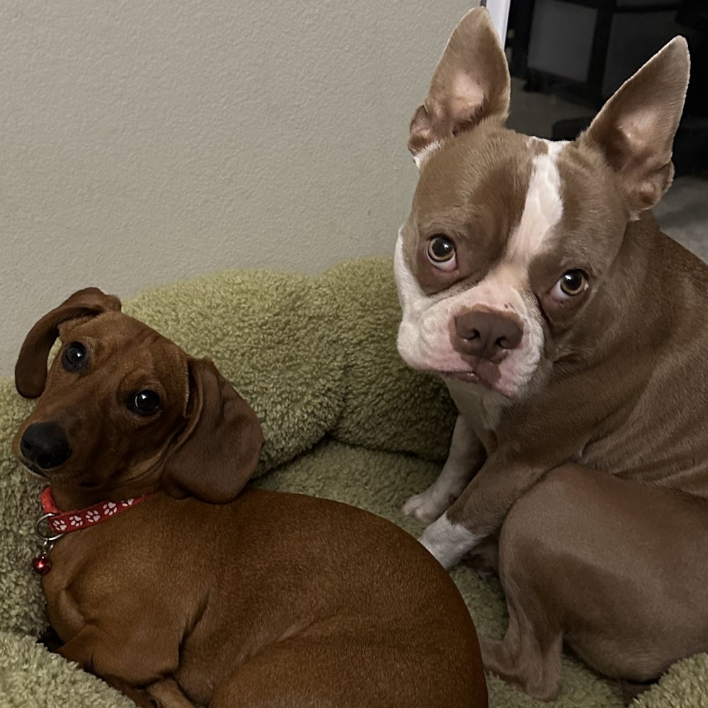 dragonblogger's tweet photo. Heinz and Pumpkin are partners in mayhem #dogs #petsofdragonbloggers #bostonterrier #minidoxie https://t.co/QZl5MVqk7I