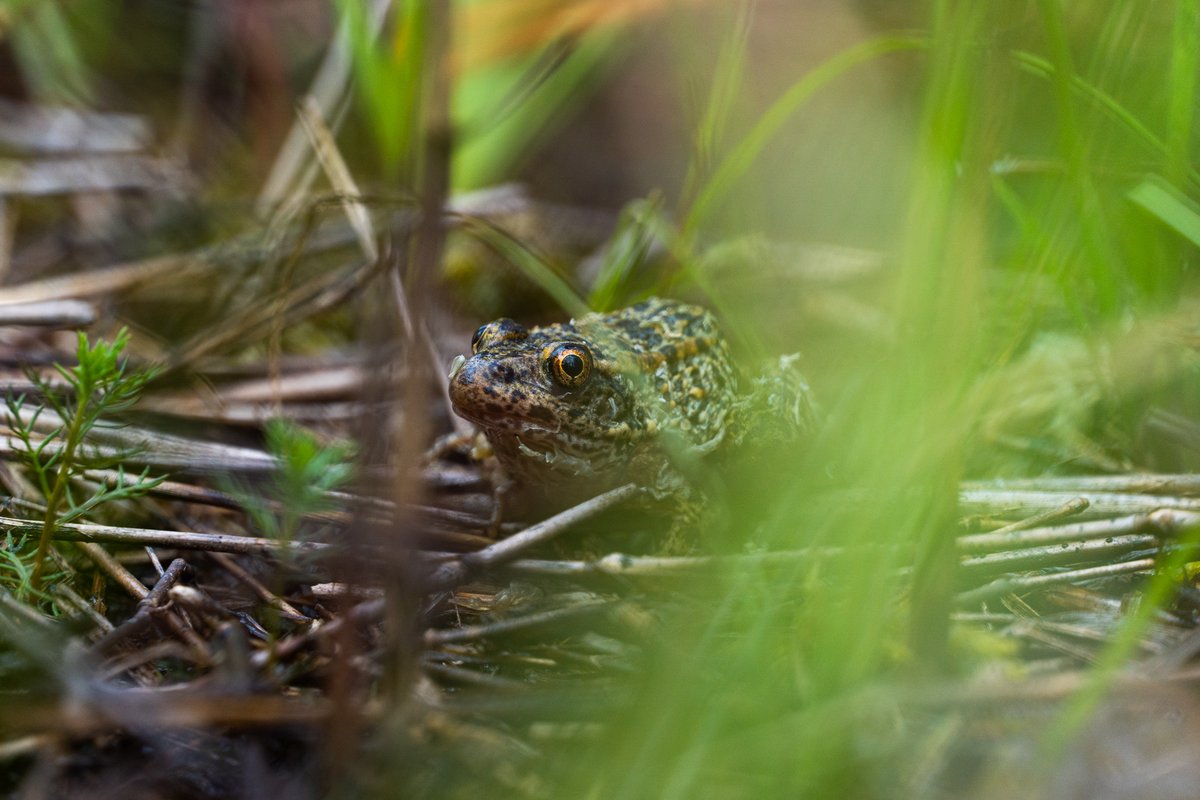 arcprotects's tweet photo. Peep at this rare and distinctive individual.Weโre working on the rare part.
Just 10,000 gopher frogs are estimated to remain across their range.
Learn what we're doing help them persist in our #NewBlogPost:
https://t.co/iaML2Mfm9J
๐ท: Giedrius Kartanovic
#blog #GopherFrog #frog https://t.co/s3ADdITPY4