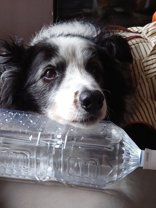 ã©ã£ãããžã£ã©ããããºã£ãšãŒãšã