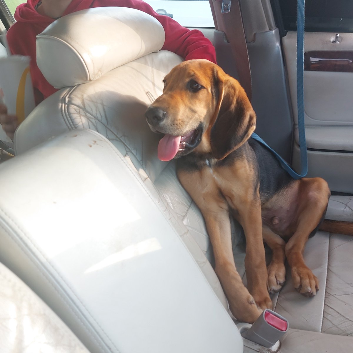DearestDogDave's tweet photo. @Phil_Sledge Monkey, the day he came home ❤️ https://t.co/f2n8FhtB70