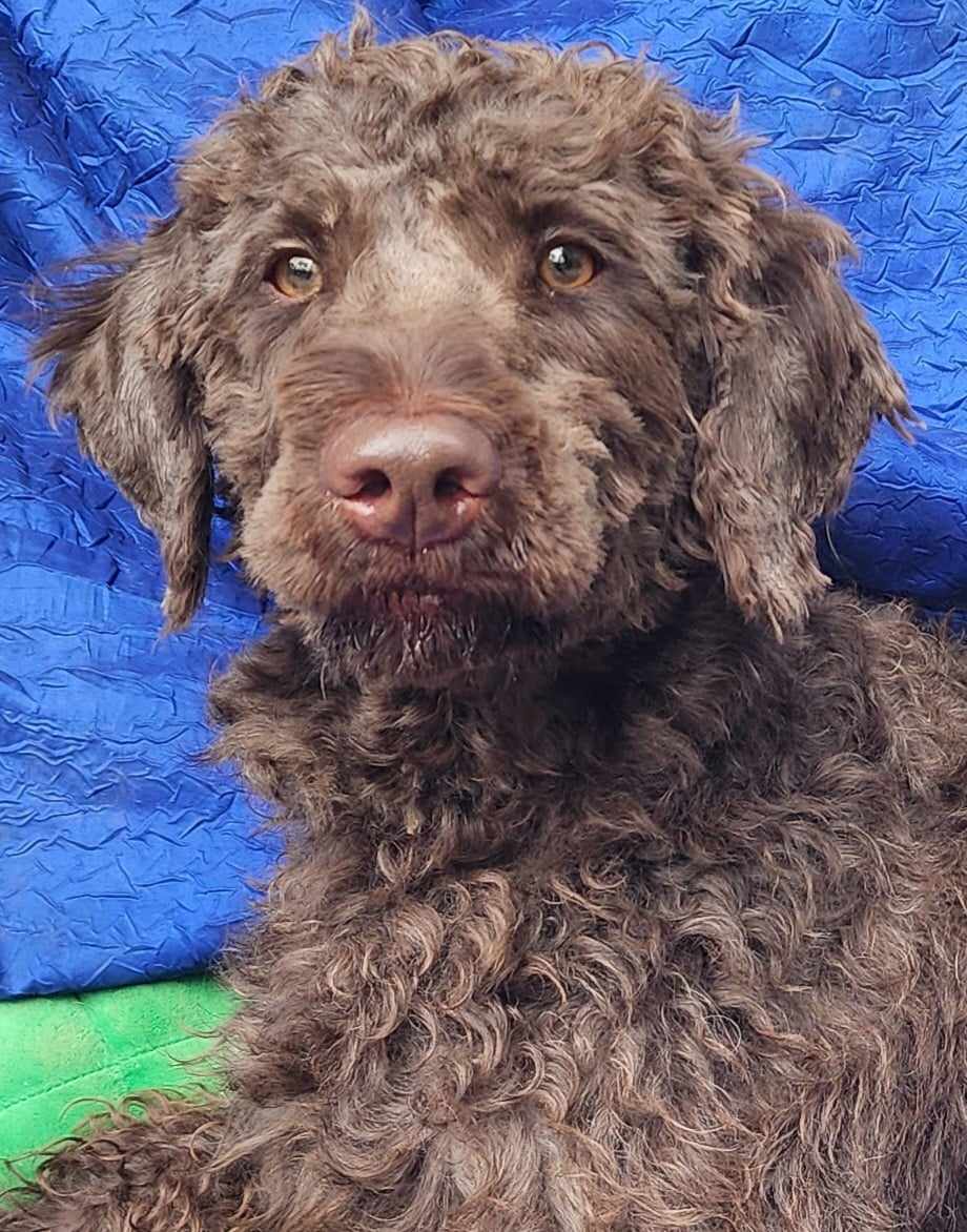 Mocha is just a year old; she is a Chocolate Labradoodle and would love a large yard to play. She is trained, great with kids and obviously beautiful. Joyfulrescues.org for more info.