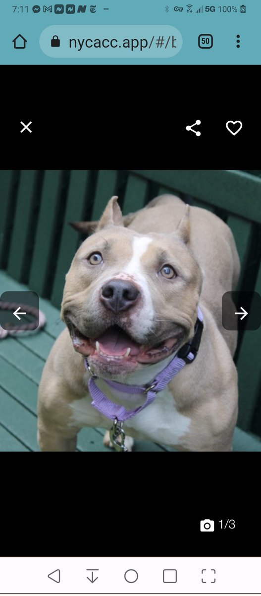 Julie🌻🐾 tweet media