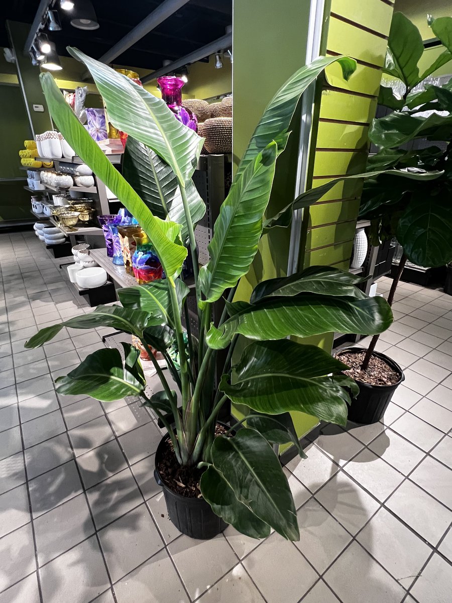 GeecheeThreat's tweet image. #AskTwitter 

Can someone tell me what kind of plant this is?