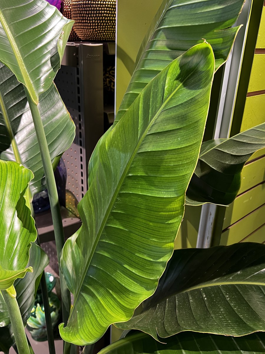 GeecheeThreat's tweet image. #AskTwitter 

Can someone tell me what kind of plant this is?