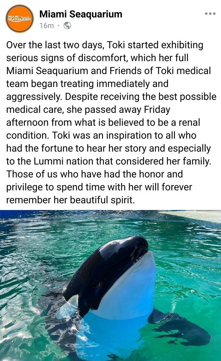 How will we ever be forgiven?

Goodbye Tokitae

You passed away this afternoon 18 August 2023

10 days after the 53rd anniversary of your abduction.

You spent 19368 days a prisoner.

yes, I'm choosing my words deliberately.

How will we ever be forgiven?

m.facebook.com/story.php?stor…