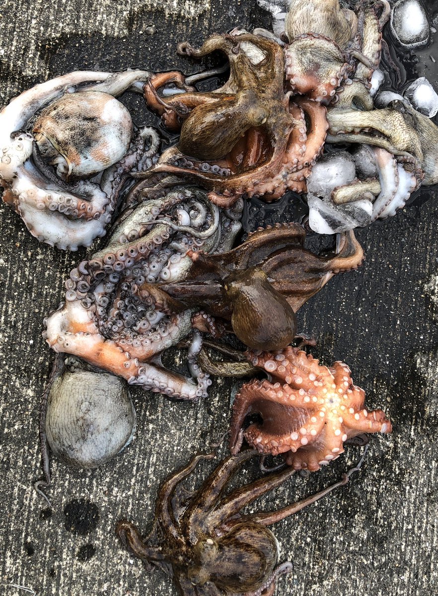 台風の効果もあってタコの後半戦が完全に開幕🐙
2時間ちょっとでリリース含めて16杯、キープ9杯。300g近くあるやつはキープしたけど、これだけあれば満足😄