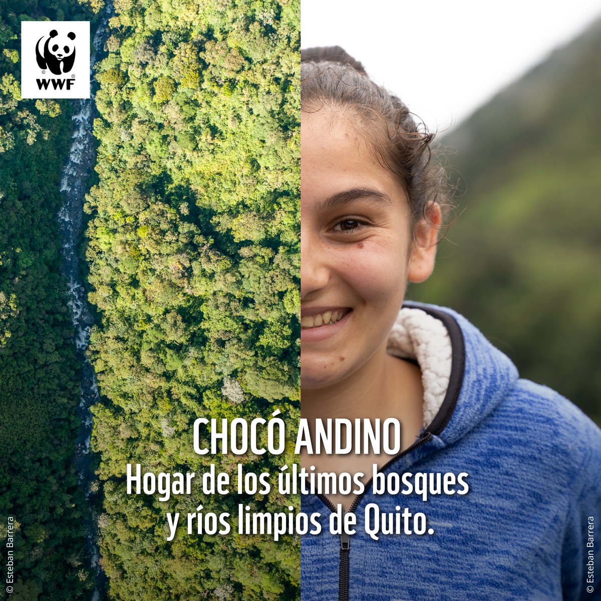 Con 287.000 hectáreas de bosque, el #ChocóAndino es el hogar del oso de anteojos y otras 30 especies de fauna silvestre, además de aproximadamente 1 960 especies de plantas. 
¡Desde WWF apoyamos su conservación a largo plazo! Lee nuestra postura completa: bit.ly/3Ox2Afe