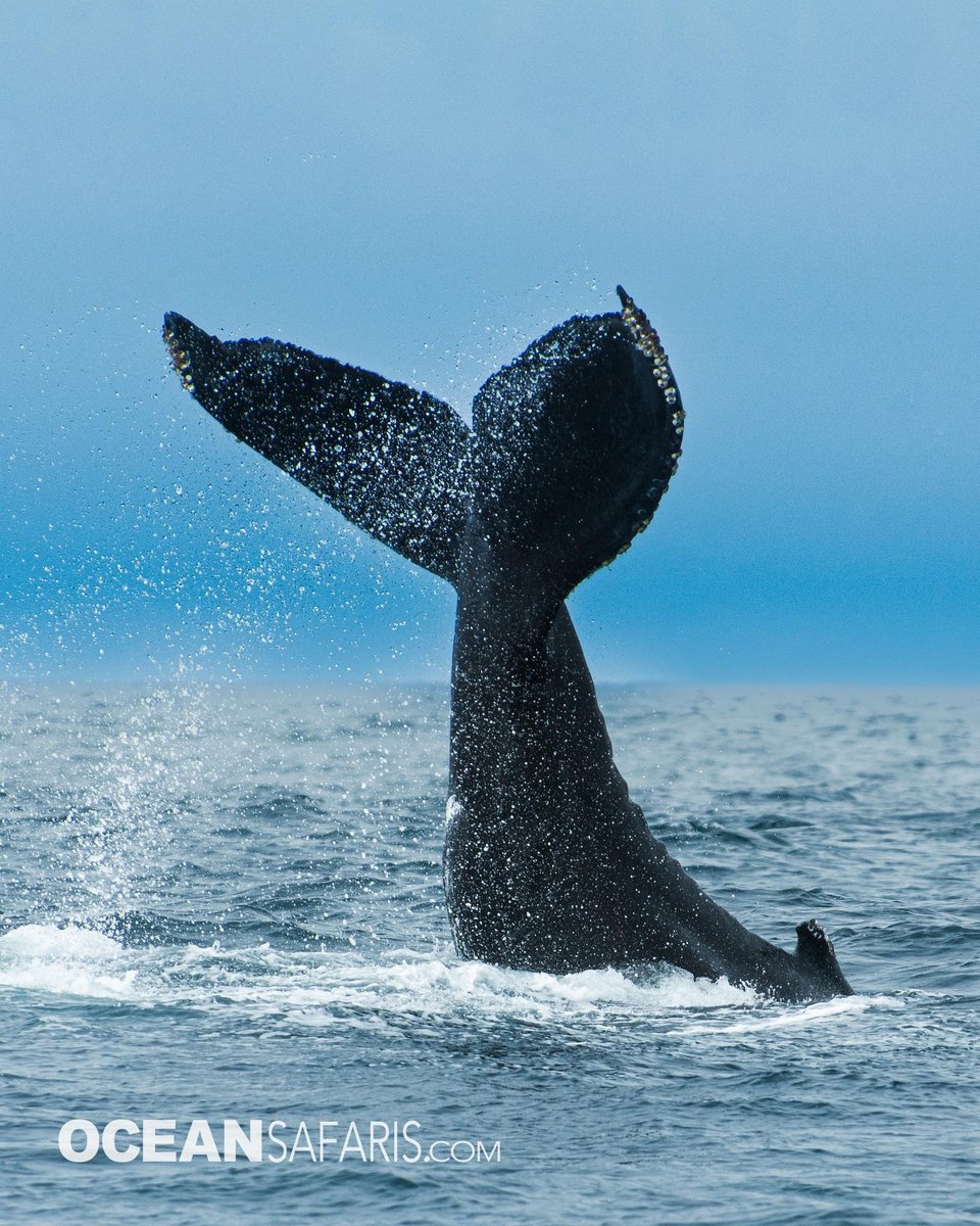 SafariMonterey's tweet photo. Tail slapping humpback whale.  We seen this Humpback tail slap its tail over 40 times.  Who knows why they do this?
Join us on the water, departing everyday from Santa Cruz, CA. https://t.co/KvB6t1N1aR