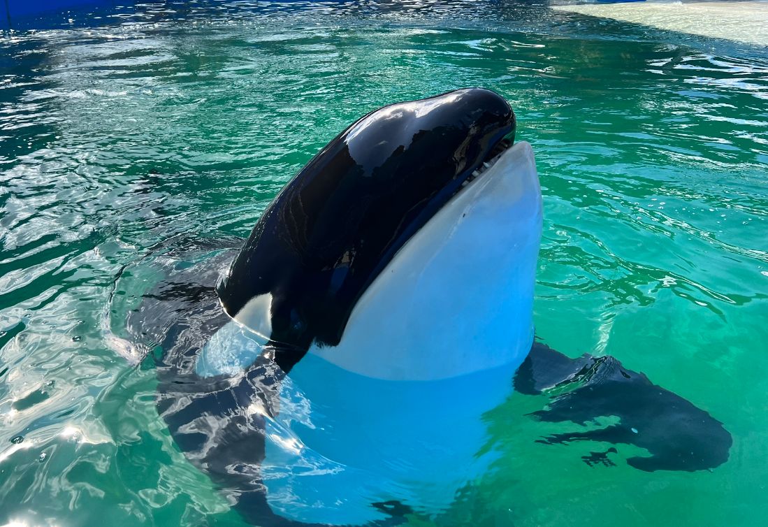 LynCKos's tweet photo. RIP Lolita 💔😭 You were so close to freedom... https://t.co/wN3kcbYLSZ