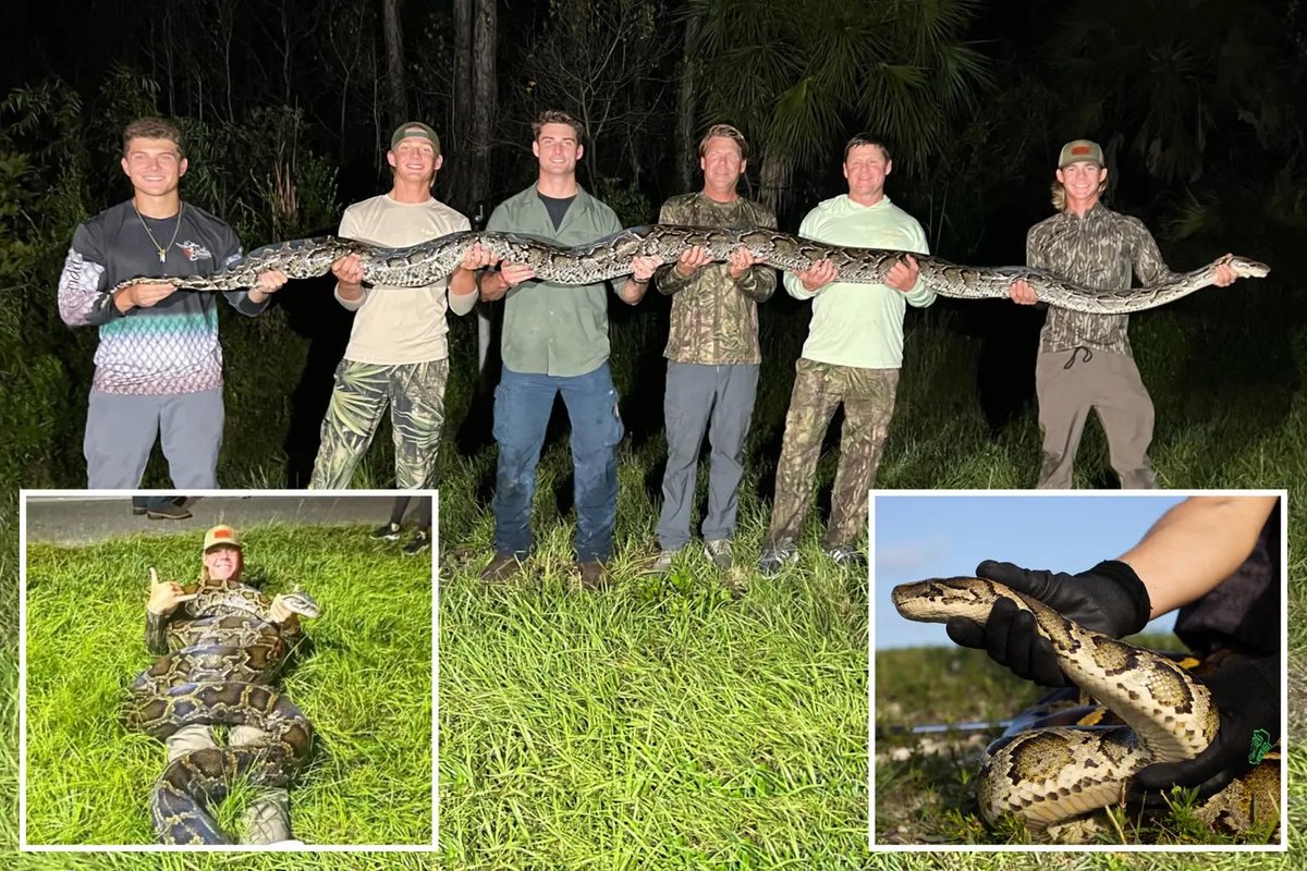 TheNorskaPaul's tweet image. Fort Meyers teenager #JackCronin captured a 15ft-6” long python during his first trip to Everglades National Park in Florida, Sunday🙀

He was taking part in #FloridaPythonChallenge where there’s cash prizes as an incentive to rid the ecosystem-harming creatures from the🌞state.